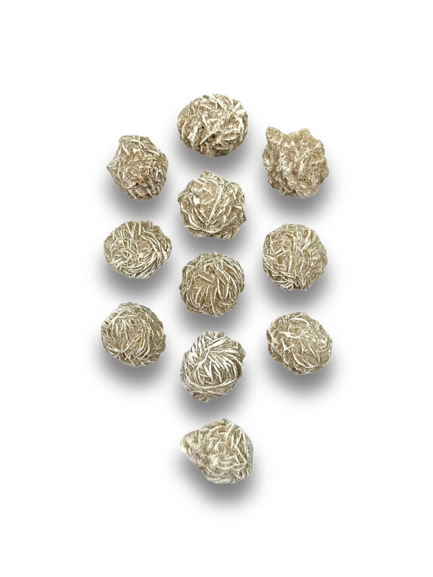 Rosa del Desierto